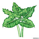 Watercolor painting big green leaves,palm leaf isolated on white vászonkép, poszter vagy falikép