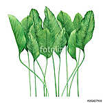 Watercolor painting tropical green leaves,palm leaf isolated on vászonkép, poszter vagy falikép