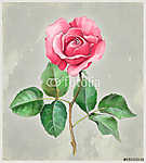 Rózsavirág akvarell illusztrációja. Tökéletes autó üdvözléséhez vászonkép, poszter vagy falikép