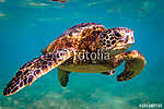 Veszélyeztetett Hawaii Zöld Tengeri Turtle cirkál a melegvizekbe vászonkép, poszter vagy falikép