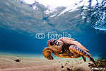 Hawaii zöld tengeri teknős a Pac meleg vizében vászonkép, poszter vagy falikép