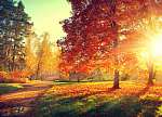 Őszi jelenet. Esik. Fák és levelek napfényben vászonkép, poszter vagy falikép