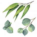 Watercolor hand painted set with eucalyptus leaves and branches. vászonkép, poszter vagy falikép