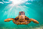 Veszélyeztetett Hawaii Zöld Tengeri Turtle séta a meleg vizekben vászonkép, poszter vagy falikép