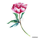 Watercolor pink peony flower, hand drawn paint decorative illust vászonkép, poszter vagy falikép