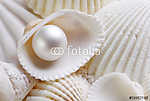 Fehér seashells gyöngyházzal vászonkép, poszter vagy falikép