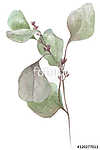 watercolor illustration eucalyptus vászonkép, poszter vagy falikép
