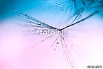 Dandelion close up small water drops on a pink blue background. vászonkép, poszter vagy falikép