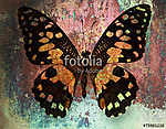 grunge butterfly vászonkép, poszter vagy falikép
