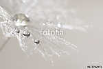 Macro of dandelion with silver drops of dew. Selective focus vászonkép, poszter vagy falikép