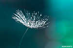 Water drop on a dandelion seed. Dandelion closeup. vászonkép, poszter vagy falikép