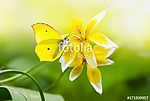 Világos gyönyörű sárga pillangó egy egzotikus virágon zölden vászonkép, poszter vagy falikép