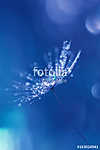 Dandelion with drops of water and a beautiful bokeh on a blue ba vászonkép, poszter vagy falikép