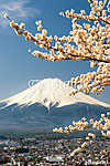Mount Fuji a cseresznyefa ágakkal, Japánban vászonkép, poszter vagy falikép