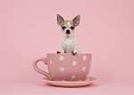 Fehér és barna felnőtt chihuahua kutya, rózsaszín és fehér színb vászonkép, poszter vagy falikép