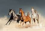 három ló szabadon fut a sivatagban vászonkép, poszter vagy falikép