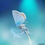 Beautiful tender delicate butterfly on a clean blue background c vászonkép, poszter vagy falikép
