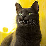 Orosz kék cica zöld szemekkel vászonkép, poszter vagy falikép