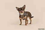 Chihuahua kutyája állt, és a kamerát egy krém háton nézte vászonkép, poszter vagy falikép