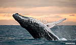 Felhúzó bálna a víz felett. Madagaszkár. naplementekor. vászonkép, poszter vagy falikép