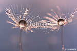 Dandelion with drops of water in a beautiful tonality. Macro of vászonkép, poszter vagy falikép