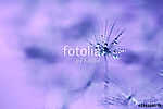 The seed of a dandelion with water drop,macro. vászonkép, poszter vagy falikép