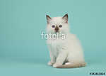 Aranyos ülő baby rongybaba macska a kamerával szemben egy kék tu vászonkép, poszter vagy falikép