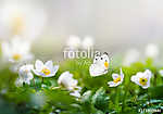Gyönyörű tavaszi minta háttér fehér pillangó és flo vászonkép, poszter vagy falikép