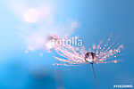 Macro of dandelion with water drop. Dandelion on a beautiful tur vászonkép, poszter vagy falikép