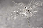 Dandelion close-up with silver drops of dew. Selective focus vászonkép, poszter vagy falikép