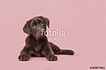 Négy hónapos barna labrador retriever kiskutya fekszik látva f vászonkép, poszter vagy falikép