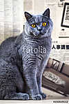 Kék brit macska otthon vászonkép, poszter vagy falikép