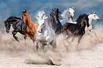 A lóállomány sivatagi porviharban fut vászonkép, poszter vagy falikép