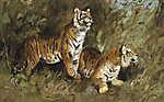 Tigrisek a fűben vászonkép, poszter vagy falikép