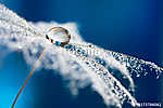 Dandelion with drops of water in the form of lace. dandelion see vászonkép, poszter vagy falikép