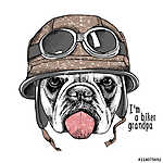 The image Portrait of the dog Bulldog in the motorcyclist helmet vászonkép, poszter vagy falikép