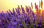 Virágzó levendula egy naplementében lévő területen Provence-ban, vászonkép, poszter vagy falikép