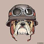 Bulldog portrait in a retro helmet of Racer. Vector illustration vászonkép, poszter vagy falikép