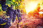 szőlőültetvény érett szőlővel a vidéken napnyugtakor vászonkép, poszter vagy falikép