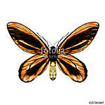 orange butterfly with a black pattern on the wings of the symmet vászonkép, poszter vagy falikép