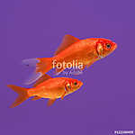 Két úszó narancssárga aranyhal lila háttéren vászonkép, poszter vagy falikép