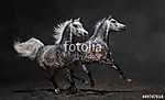 Két szürke arab lovak galoppanak sötét háttéren vászonkép, poszter vagy falikép