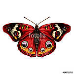 butterfly with open wings top view of symmetry, sketch the graph vászonkép, poszter vagy falikép