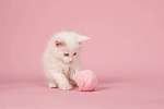 Fehér fõszaru baba macska, piros rózsaszín gyapjú golyóval vászonkép, poszter vagy falikép