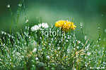 Dandelion and Daisy in the rain. Macro with beautiful bokeh. vászonkép, poszter vagy falikép