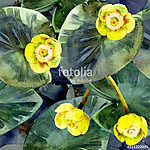 Seamless watercolor pattern of yellow water lilies and leaves. vászonkép, poszter vagy falikép