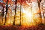 Gyönyörű őszi napfény az erdőben vászonkép, poszter vagy falikép