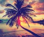 Magnificent beautiful bright tropical sunset, sun, palm tree, sa vászonkép, poszter vagy falikép