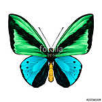 butterfly symmetric top view green and blue colors, sketch vecto vászonkép, poszter vagy falikép