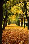 narancssárga ősz a parkban vászonkép, poszter vagy falikép
